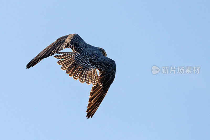 后视镜Saker Falcon在蓝天下飞行